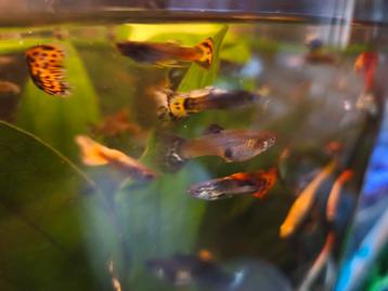 Guppies te koop  beschikbaar voor biedingen