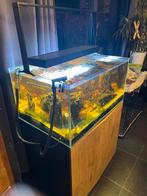 Aquarium 243 liter, Enlèvement, Comme neuf