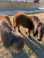 Schetlander, Dieren en Toebehoren, Merrie