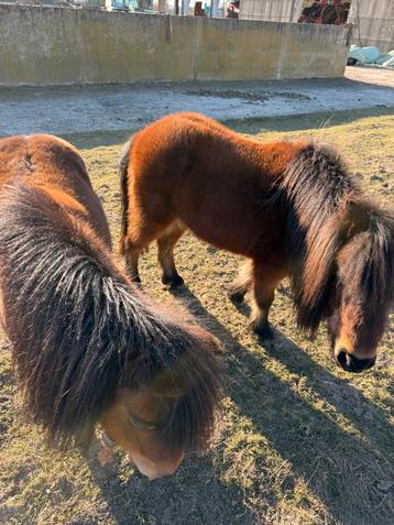Schetlander, Dieren en Toebehoren, Pony's, Merrie
