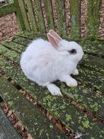 Dwergkonijn voedster, Dieren en Toebehoren, Vrouwelijk, Dwerg, 0 tot 2 jaar