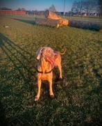 hond-weimaraner, België, Particulier, 1 tot 2 jaar, Eén hond