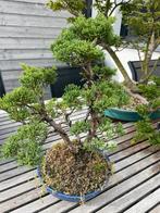 Bonsai juniperus, Tuin en Terras, Ophalen