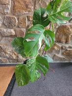 Monstera bonte albo-plant, Huis en Inrichting, Ophalen, Halfschaduw, In pot, Minder dan 100 cm