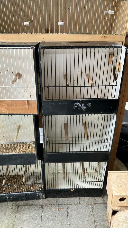 LAATSTE KANS: 6 TT KOOIEN VOOR 45 EURO, Animaux & Accessoires, Oiseaux | Cages & Volières, Comme neuf, Autres types, Bois, Enlèvement