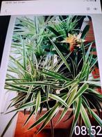 Chlorophytum Variegatum, Ophalen of Verzenden