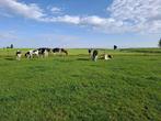 drachtige holstein vaarzen, Vrouwelijk, 0 tot 2 jaar
