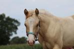 Gold champagne, Dieren en Toebehoren, Merrie