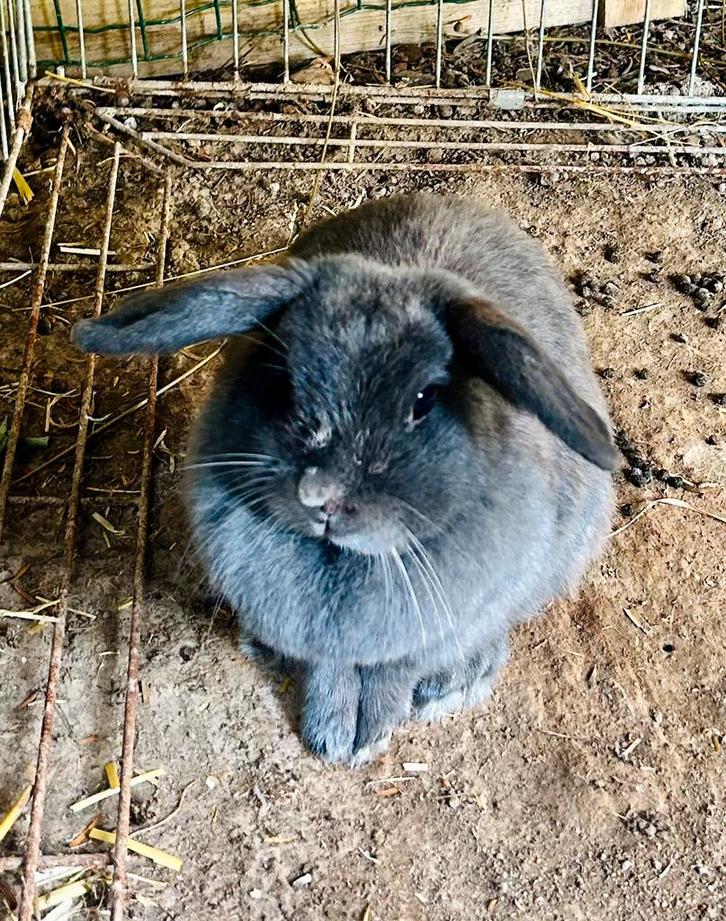 Gouden mandje gezocht, Dieren en Toebehoren, Konijnen