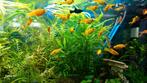 Molly fish, très belles couleurs. Le prix d'un poisson est d, Animaux & Accessoires, Poissons | Poissons d'aquarium