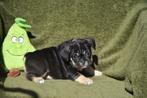 Prachtig Black and Tan Frans Bulldog teefje, Dieren en Toebehoren, Parvo, België, 8 tot 15 weken, Teef