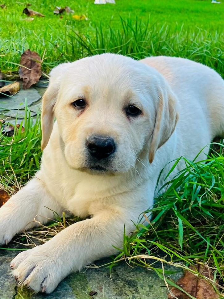 Blonde labarador pups, Dieren en Toebehoren, Honden | Retrievers, Spaniëls en Waterhonden, Meerdere dieren, Labrador retriever