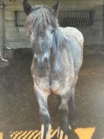 2 trekpaarden te koop blauwschimmels merries, Jument, Cheval d'attelage, 7 à 10 ans, 165 à 170 cm