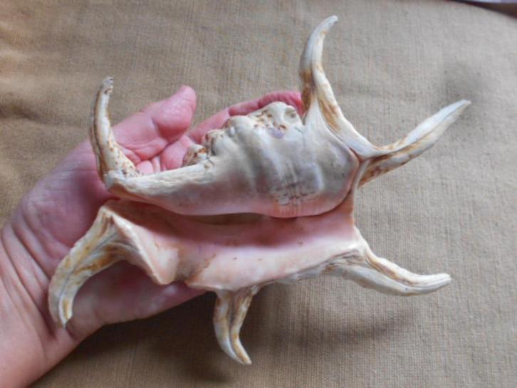 schelpen, mineralen, fossielen, agaat, lambis, orthoceras, Verzamelen, Mineralen en Fossielen, Schelp(en), Ophalen of Verzenden