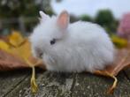 Raszuiver Teddy Dwerg rammetje, Dieren en Toebehoren, Konijnen, Mannelijk, Middelgroot