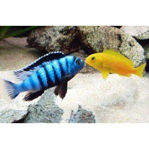 Pseudotropheus Saulosi malawi cichliden, Animaux & Accessoires, Poissons | Poissons d'aquarium, Poisson d'eau douce, Poisson, Banc de poissons