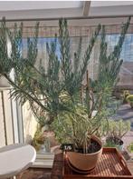 Mooie grote plant Curio talinoides + bloempot, En pot, Plein soleil, Enlèvement, Moins de 100 cm