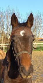 Veel belovende merrie, Dieren en Toebehoren, Paarden en Pony's | Dekhengsten en Fokmerries, Merrie