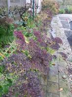 SEDUM, Tuin en Terras, Ophalen of Verzenden, Halfschaduw