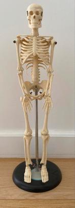 Skeletje op staander, Ophalen of Verzenden