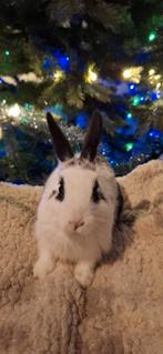 Baby konijnen + chinchilla tekoop, Animaux & Accessoires, Lapins