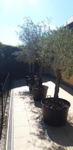Mooie olijfbomen, Tuin en Terras, Planten | Bomen, Ophalen, Olijfboom, 250 tot 400 cm