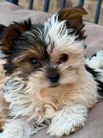 Biewer pupjes, Animaux & Accessoires, Chiens | Jack Russell & Terriers, Yorkshire Terrier, Chien (mâle), Belgique, Plusieurs