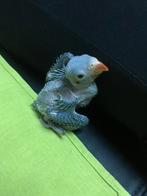 Gezocht baby halsbandparkiet voor handopfok, Dieren en Toebehoren, Tam