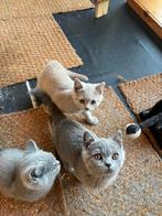 Britse korthaar kittens, Dieren en Toebehoren, Gechipt, 0 tot 2 jaar, Kater