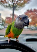 SUPER Leuke Bonte Boer man, Dieren en Toebehoren, Mannelijk, Papegaai, Pratend