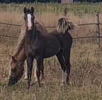 Prachtig smokeyblack hengstveulen, Dieren en Toebehoren, Pony's, 0 tot 2 jaar, Hengst, B pony (1.17m tot 1.27m), Onbeleerd