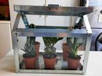 Serretje met cactusjes en vetplantjes, Huis en Inrichting, Kamerplanten, Cactus, Minder dan 100 cm, In pot, Volle zon