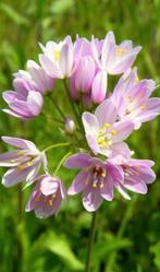 Allium roseum, Tuin en Terras, Ophalen of Verzenden, Halfschaduw