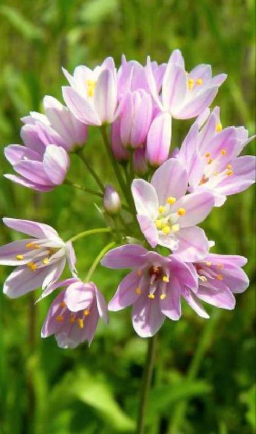 Allium roseum, Tuin en Terras, Bloembollen en Zaden, Halfschaduw, Ophalen of Verzenden