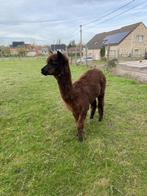 Alpaca hengst, Dieren en Toebehoren, Juni, Mannelijk