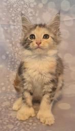 Maine coon kittens met stamboom polydactyl, Dieren en Toebehoren, Katten en Kittens | Raskatten | Langhaar, Meerdere dieren, Gechipt