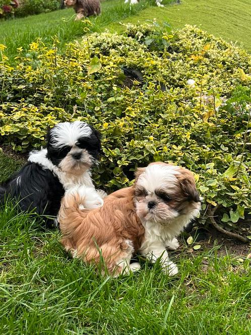 Chiots Shih Tzu, Animaux & Accessoires, Chiens | Chihuahuas & Chiens de compagnie, Plusieurs animaux, Autres races, Éleveur | Professionnel