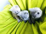 Brits korthaar kittens, Animaux & Accessoires, Chats & Chatons | Chats de race | Poil ras, Vermifugé, Plusieurs animaux, 0 à 2 ans