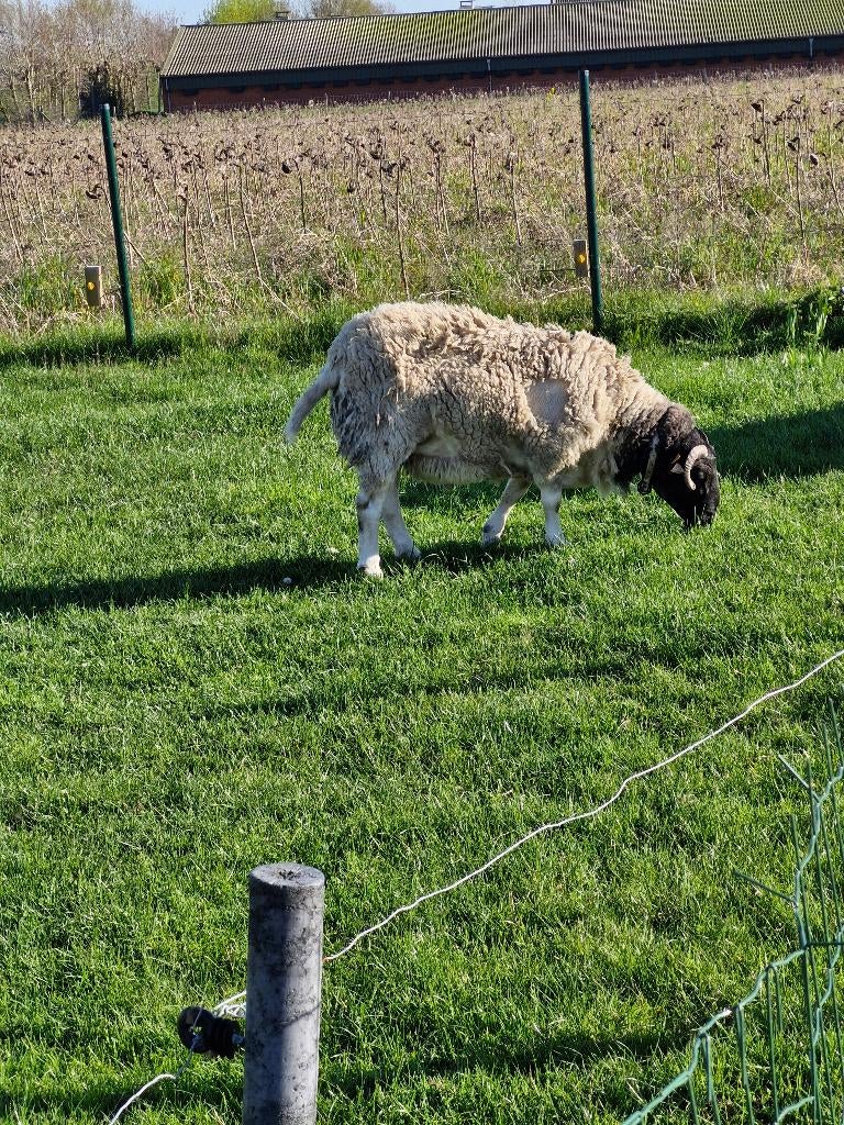 dorper ram, dekram arbre généalogique, lignées allemandes, Mâle, Mouton, 0 à 2 ans