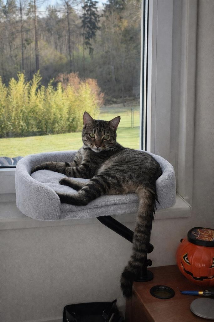 Grijze draaibare kattenmand bureau 360 verstelbaar, Dieren en Toebehoren, Kattenmanden, Ophalen of Verzenden