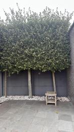 Twee steeneiken, Tuin en Terras, Ophalen, Bloeit niet, Halfschaduw, 250 tot 400 cm