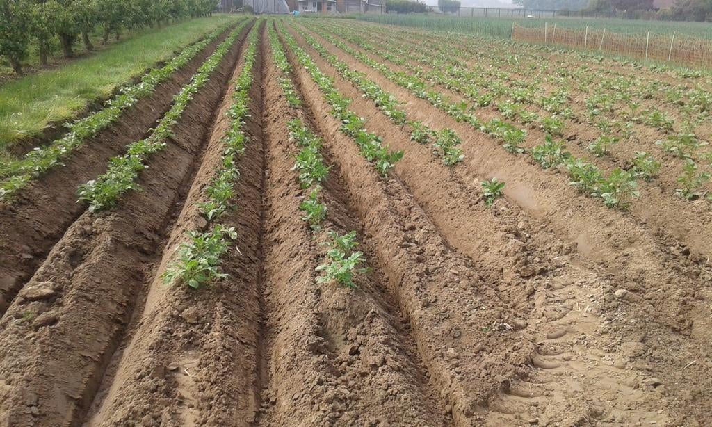 Voederaardappelen te koop, Ophalen