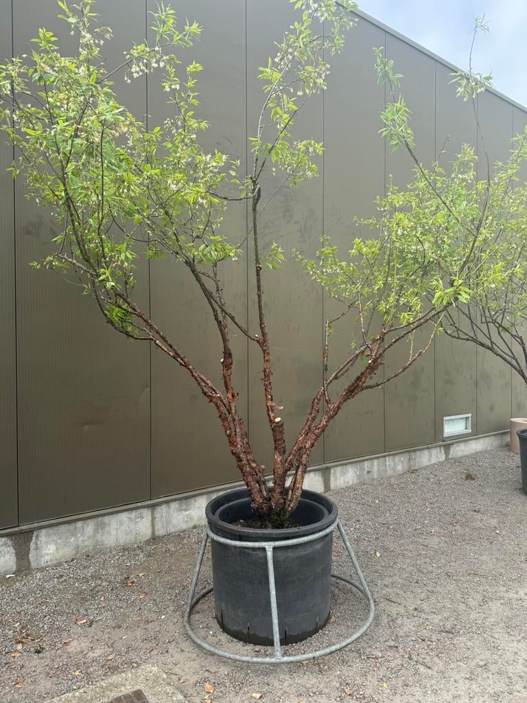 Meerstammige boom prunus serrula, Tuin en Terras, Ophalen