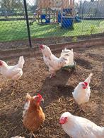 Le magnifique songcock de 10 mois est à la recherche d'une n