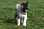 Chiots Akita américains à vendre, 15 semaines à 1 an, Étranger, Hépatite contagieuse (maladie de Rubarth), Autres races