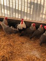 Broedeieren van Leghorn Kippen zilverpatrijs, Dieren en Toebehoren, Geslacht onbekend, Kip