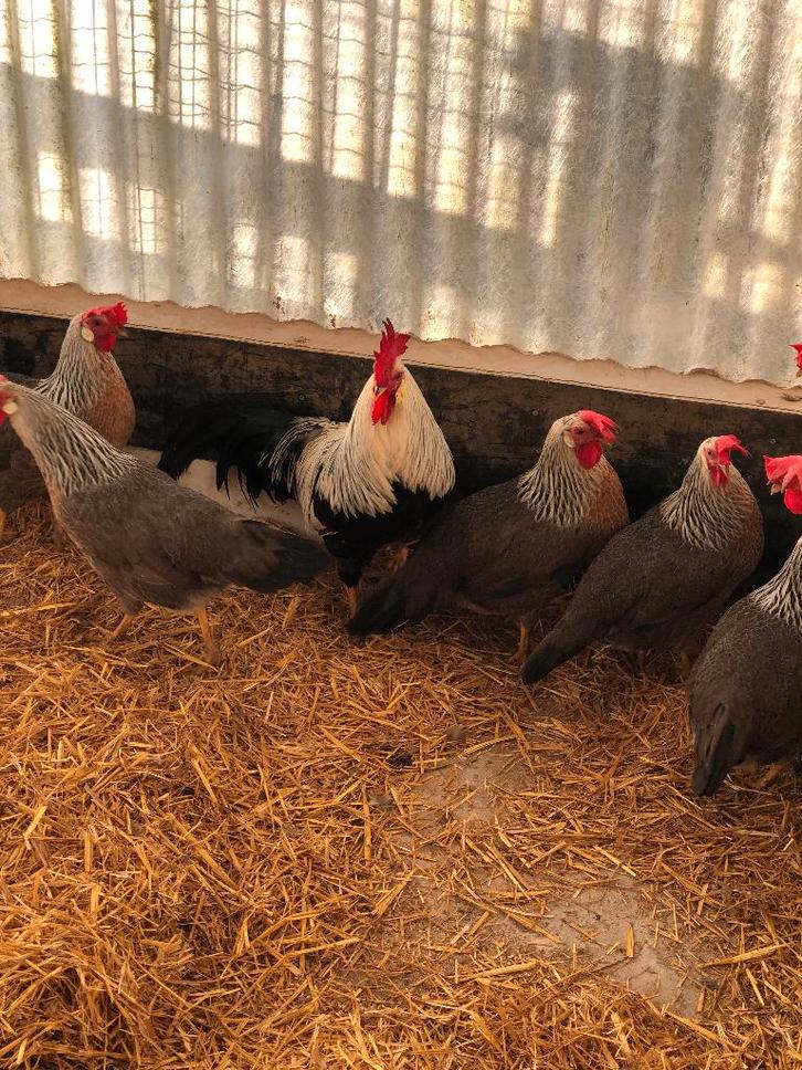 Œufs à éclore de Livourne : poulets, perdrix argentée, Animaux & Accessoires, Volatiles, Poule ou poulet, Sexe inconnu