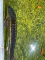 Steur, Dieren en Toebehoren, Steur