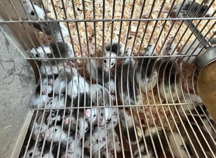 Diepvries voeder muizen, Animaux & Accessoires, Nourriture pour Animaux, Reptile ou Amphibien, Enlèvement