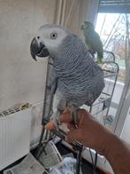 Gris du Gabon France, Femelle, Perroquet